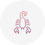 Horoscope Scorpion